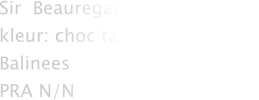 Sir  Beauregard Dutch Queens kleur: choc tabby point Balinees PRA N/N
